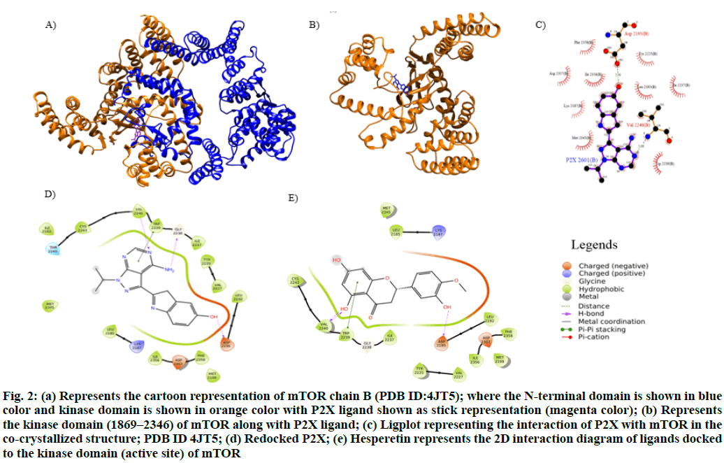 kinase