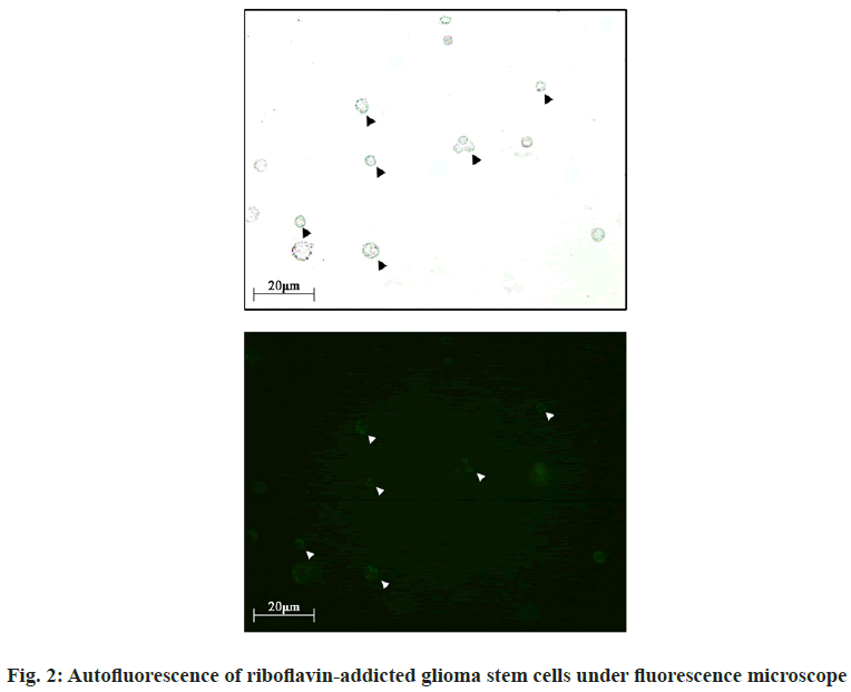 Autofluorescence