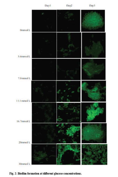 Biofilm