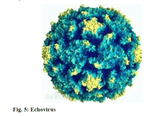 Echovirus