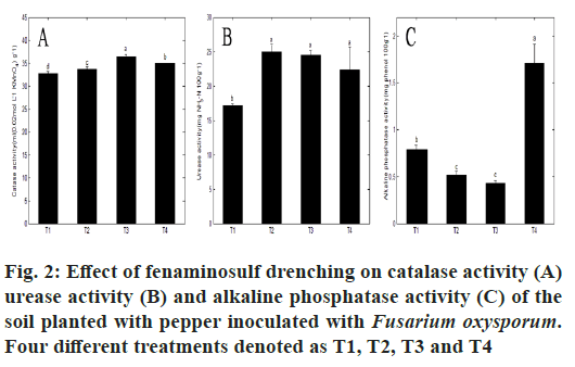 Fusarium