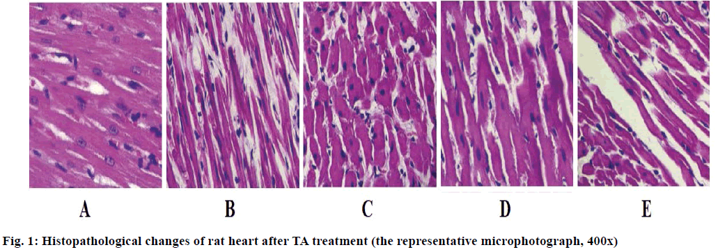 Histopathological