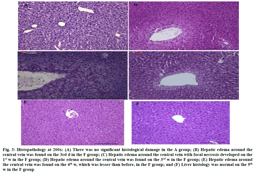 Histopathology