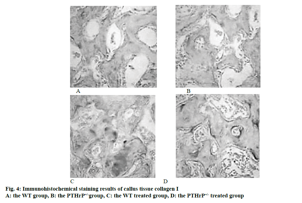 IJPS-Immunohistochemical