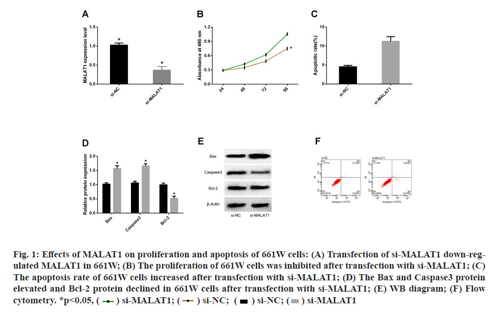 IJPS-MALAT1