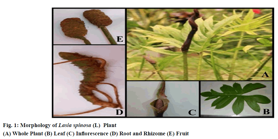 IJPS-Root