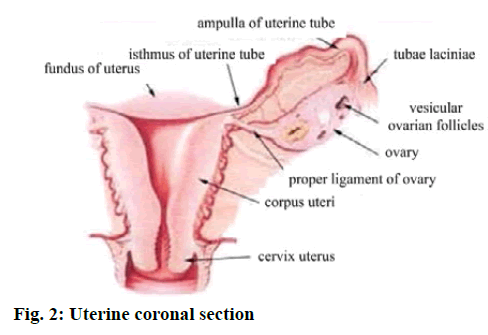 IJPS-Uterine