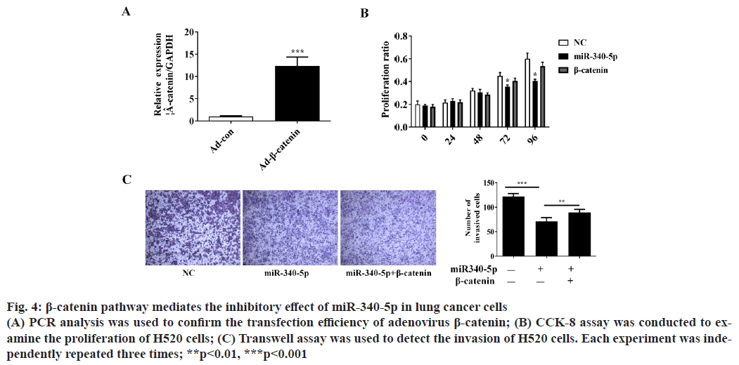 adenovirus