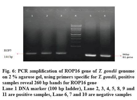 IJPS-amplification