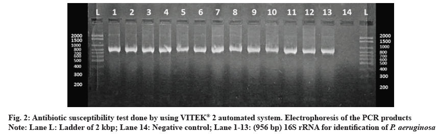 IJPS-antibiotic