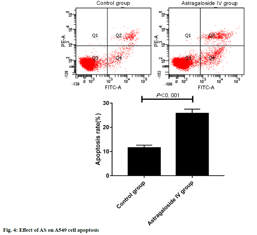 apoptosis