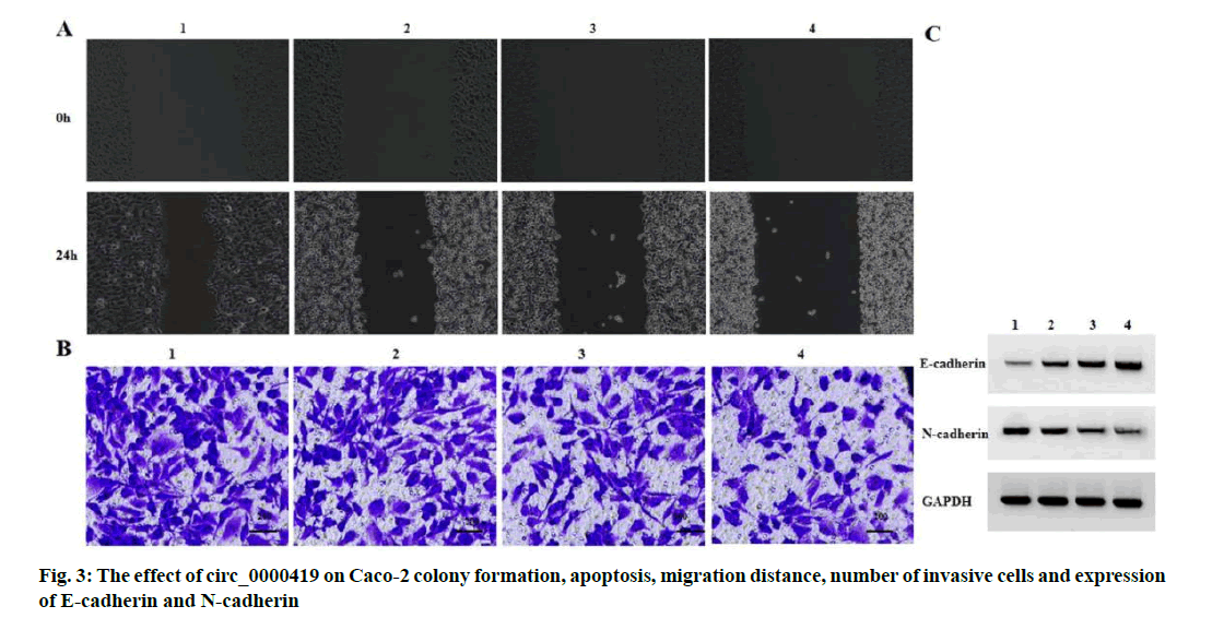 IJPS-apoptosis