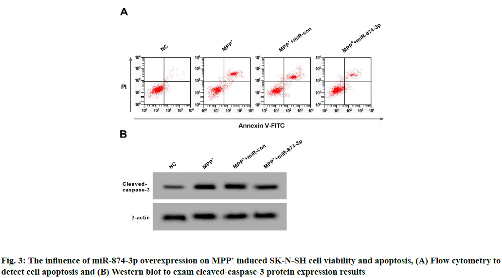 apoptosis