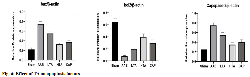 apoptosis