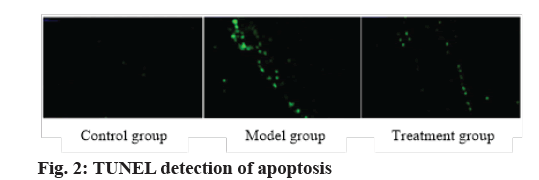 IJPS-apoptosis