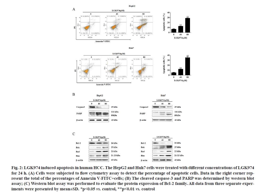 IJPS-apoptosis