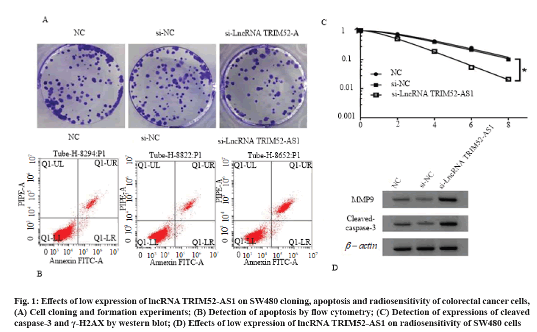 IJPS-apoptosis