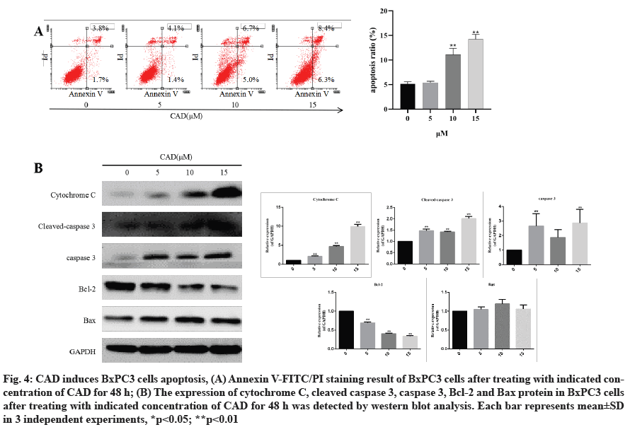 IJPS-apoptosis