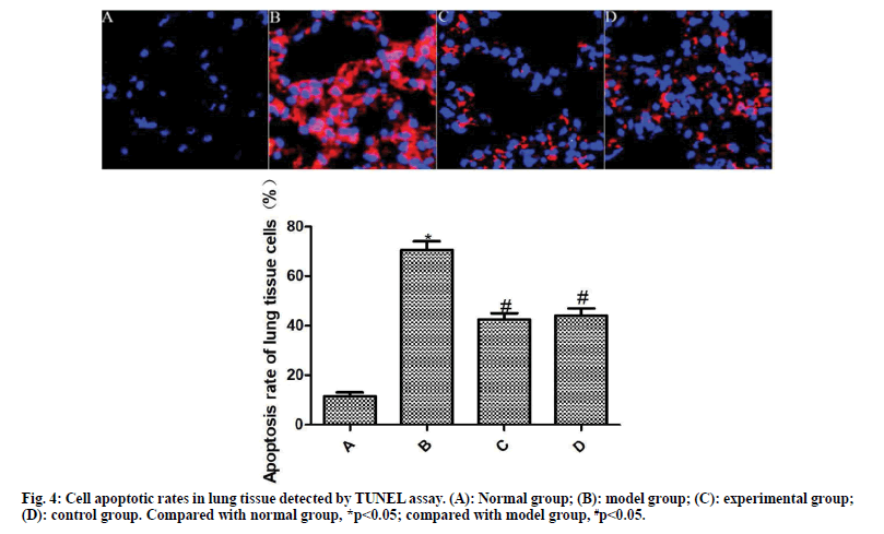 apoptotic