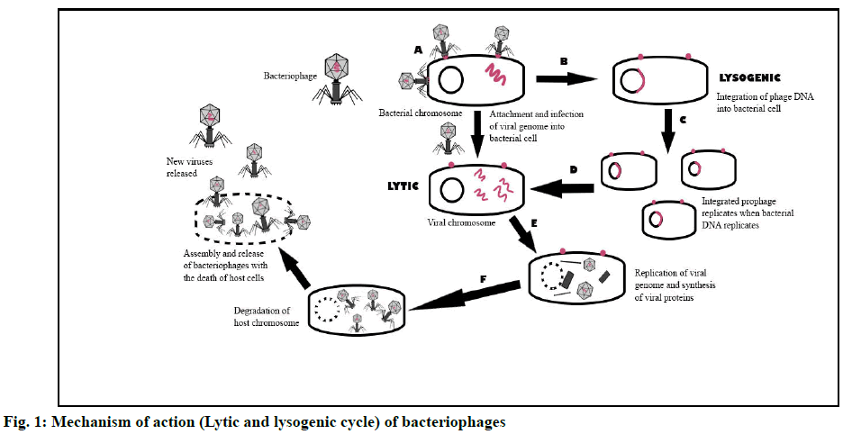 bacteriophages