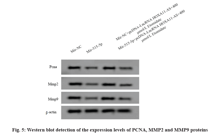 IJPS-blot