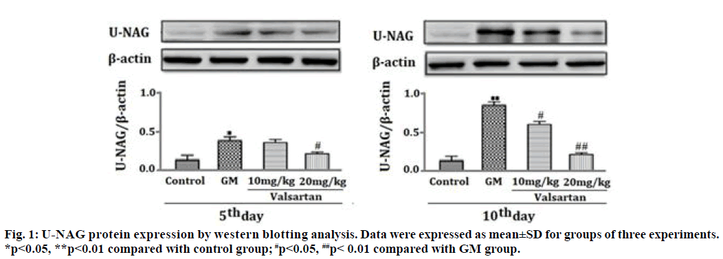 IJPS-blotting