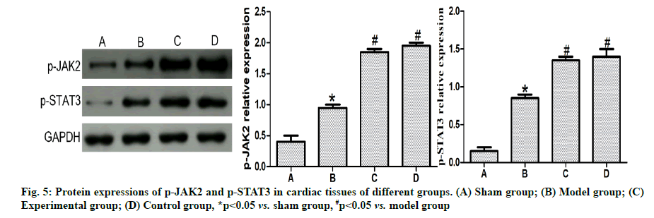 IJPS-cardiac