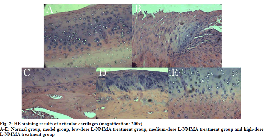 IJPS-cartilages