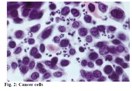 IJPS-cells