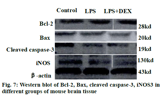 IJPS-cleaved