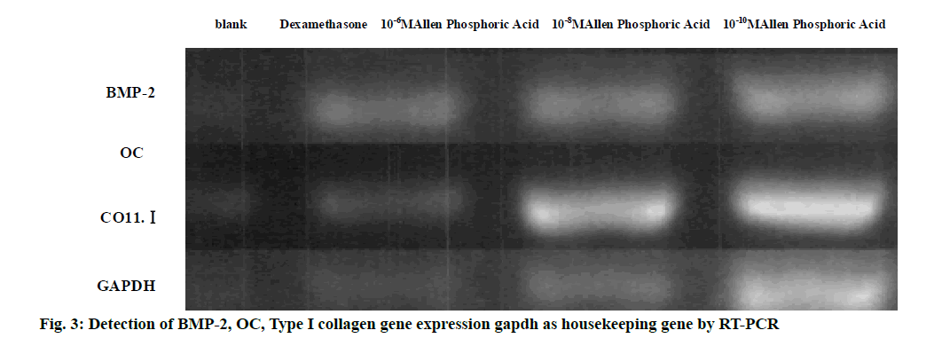 IJPS-collagen