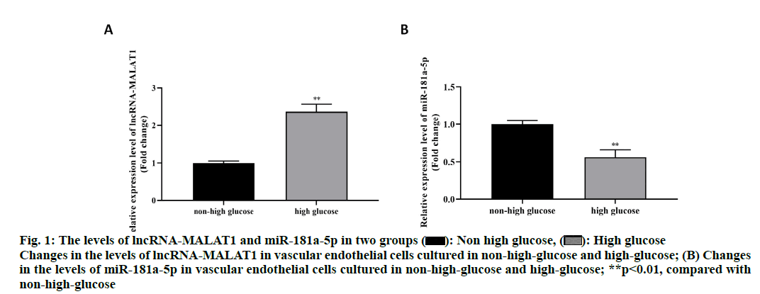 IJPS-endothelial