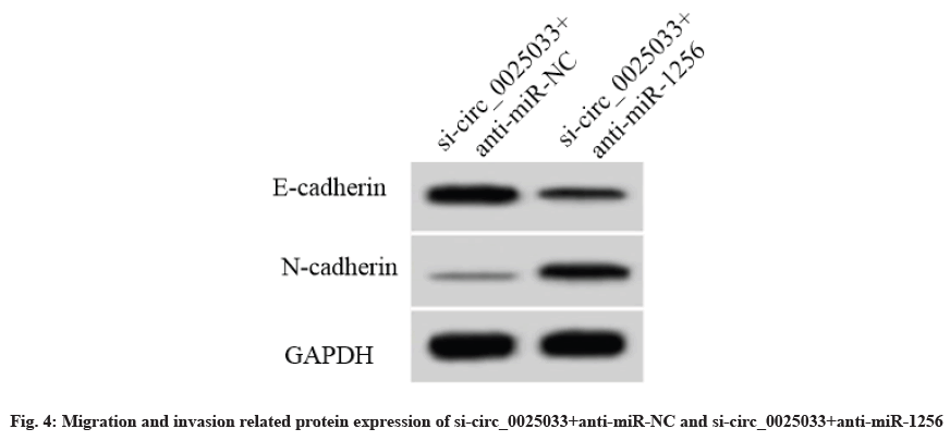 nucleotide