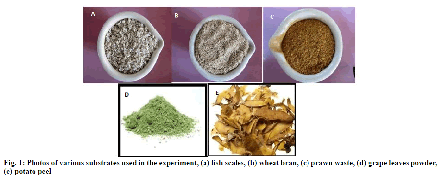 IJPS-fish-scales