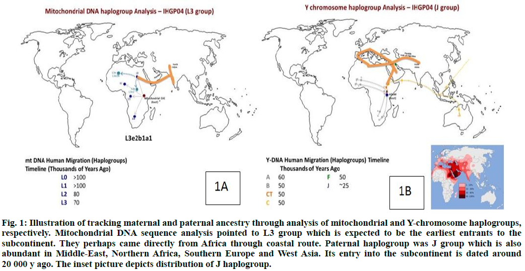 haplogroup