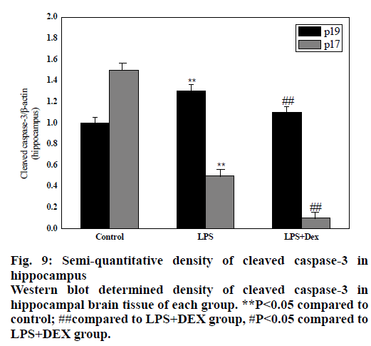 IJPS-hippocampal