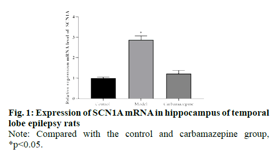hippocampus