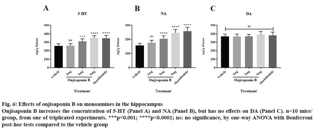 hippocampus