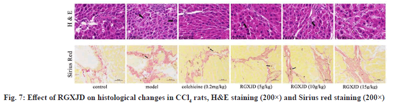 IJPS-histological