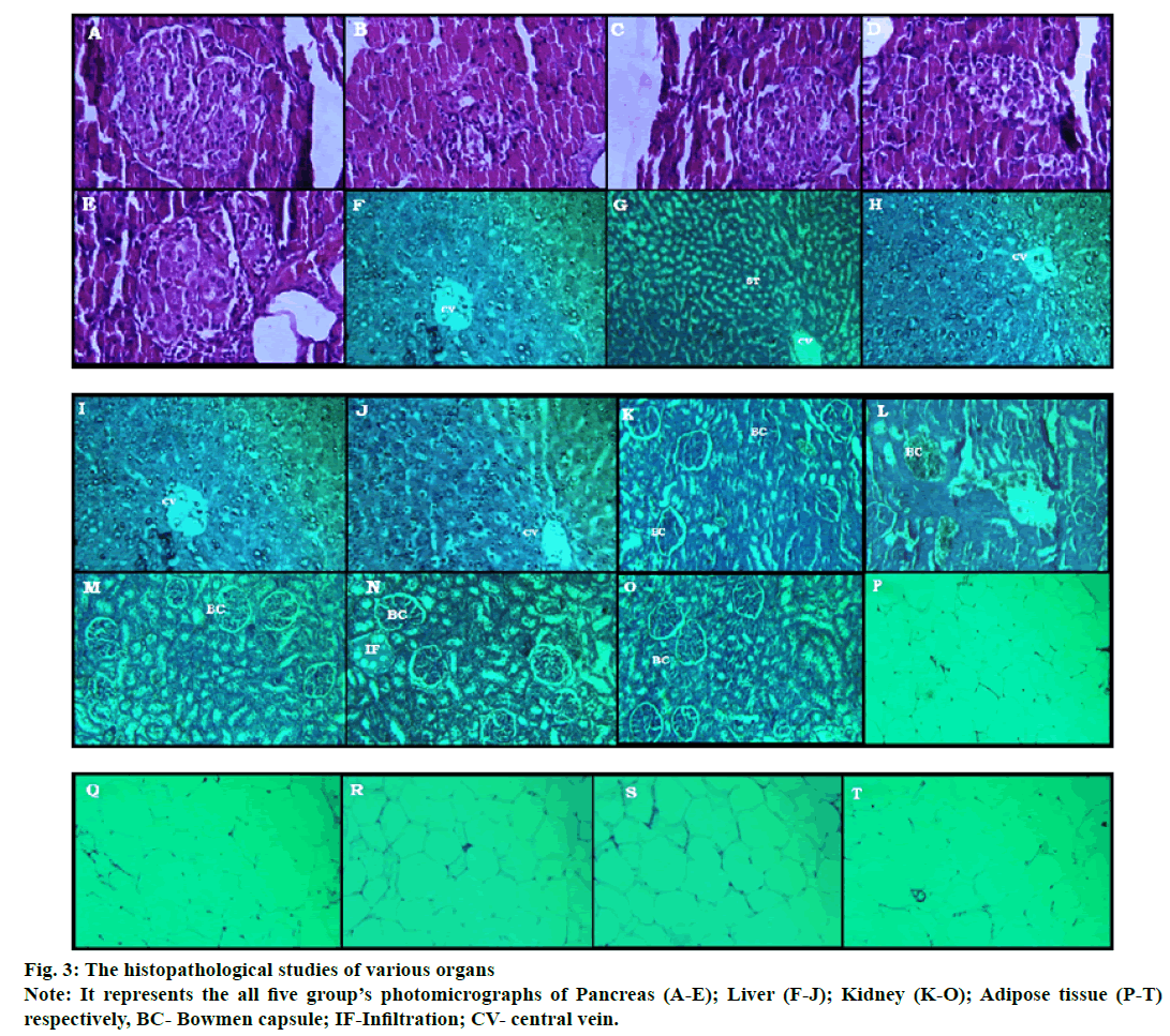 histopathological