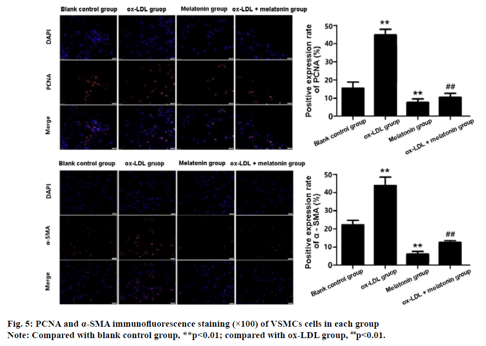 immunofluorescence