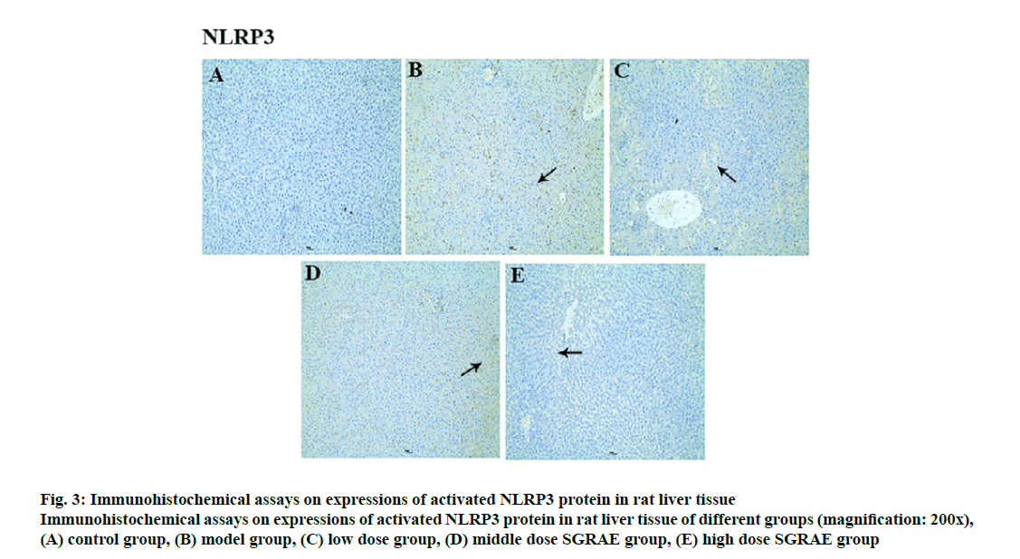 IJPS-immunohistochemical