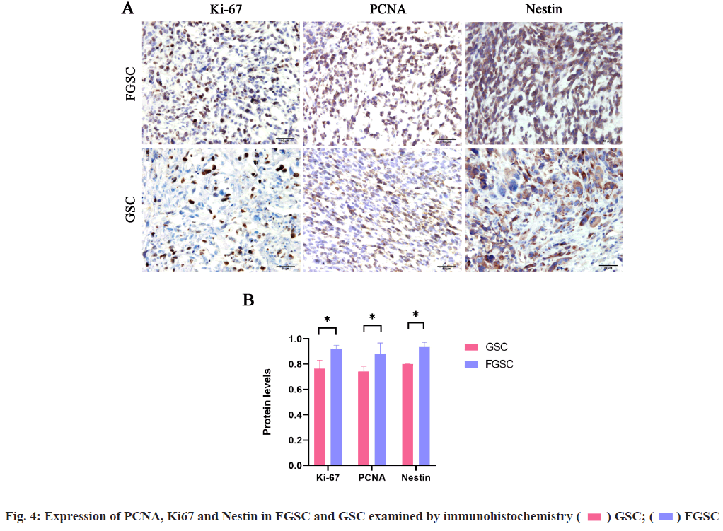 immunohistochemistry