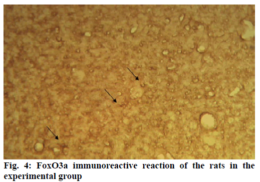 IJPS-immunoreactive