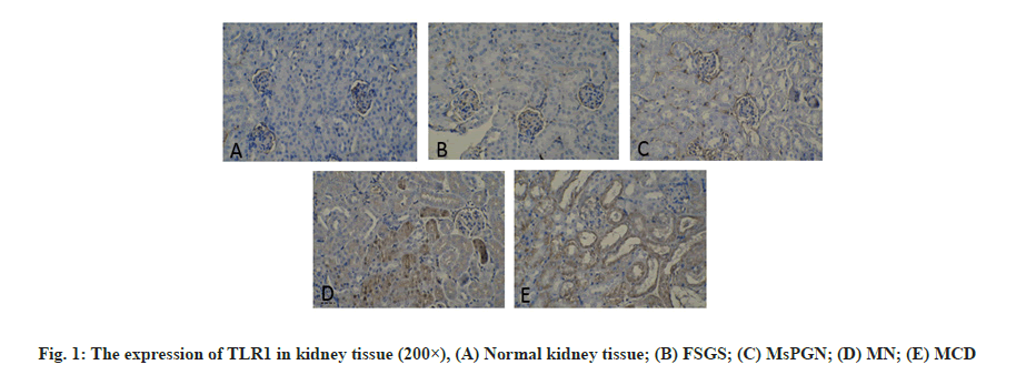 IJPS-kidney