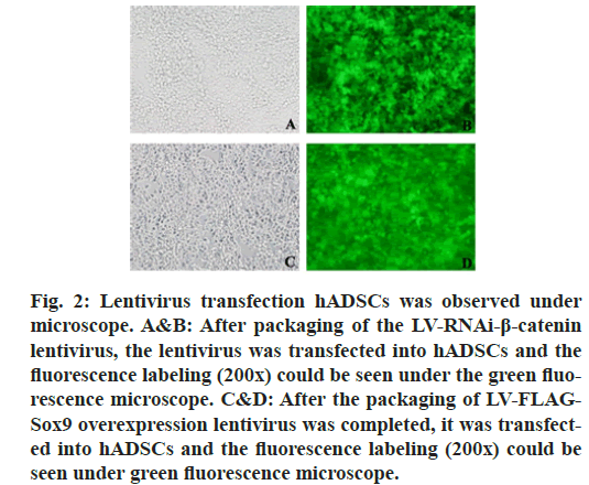 IJPS-lentivirus