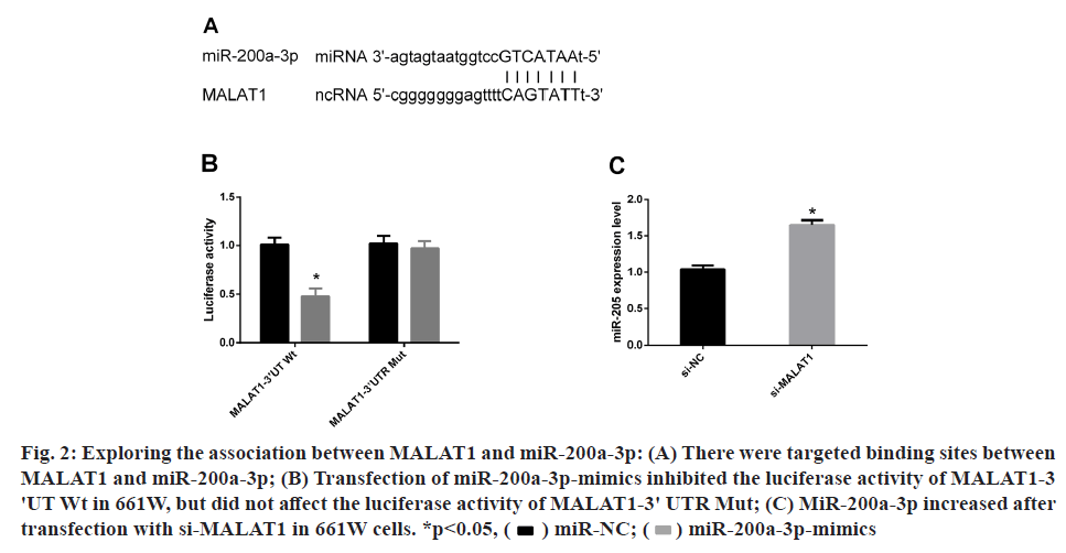 IJPS-luciferase