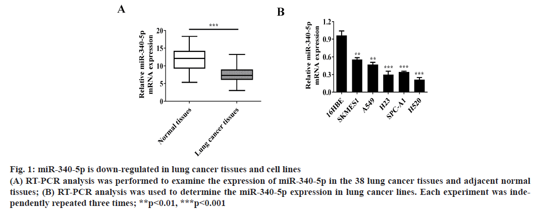 lung