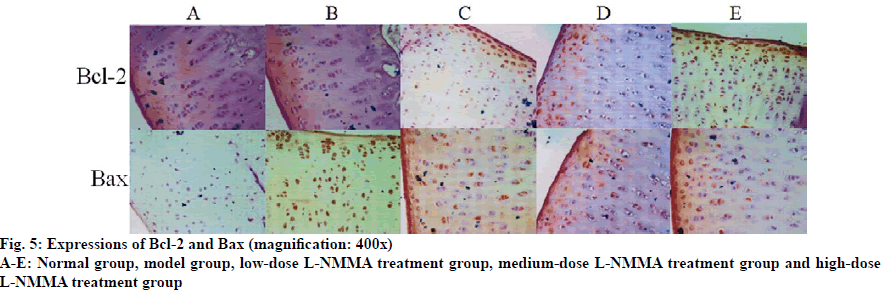 IJPS-magnification