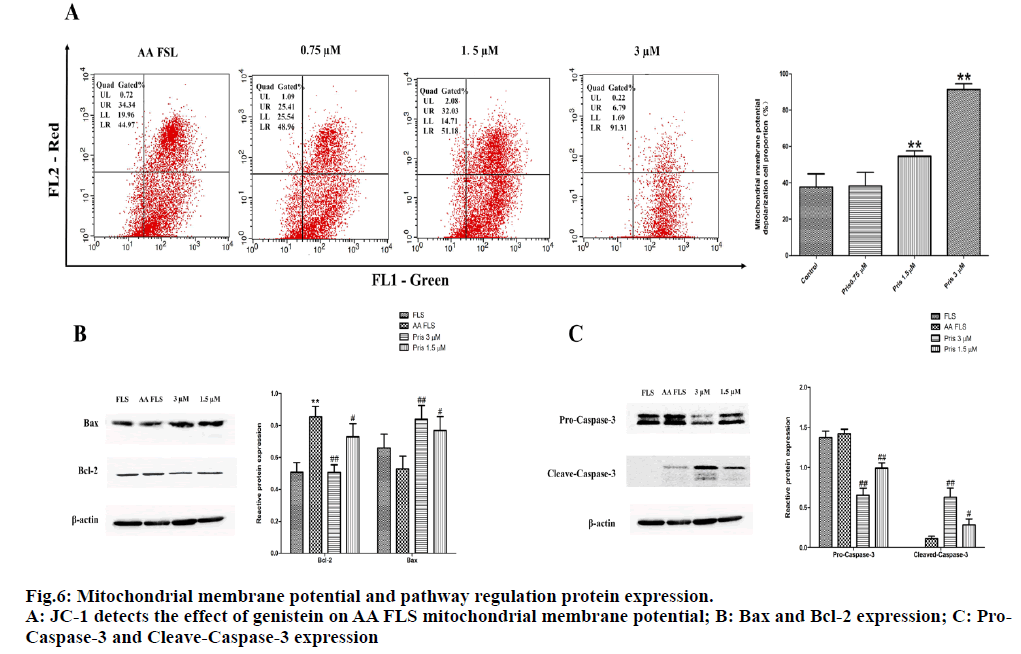 IJPS-membrane